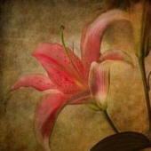 Obituary-img