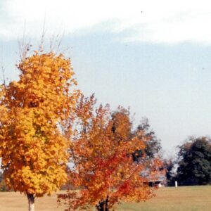 omar lamm, sr. Gallery